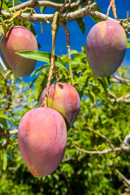 kl_mango_active-ingredient_stock_website_active-page -5- 472x592